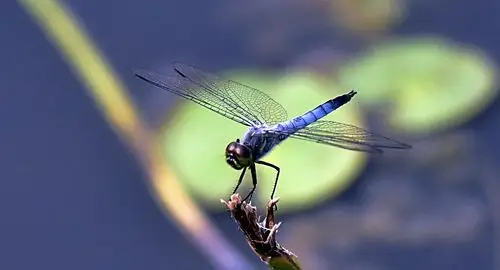 水上公园的蜻蜓