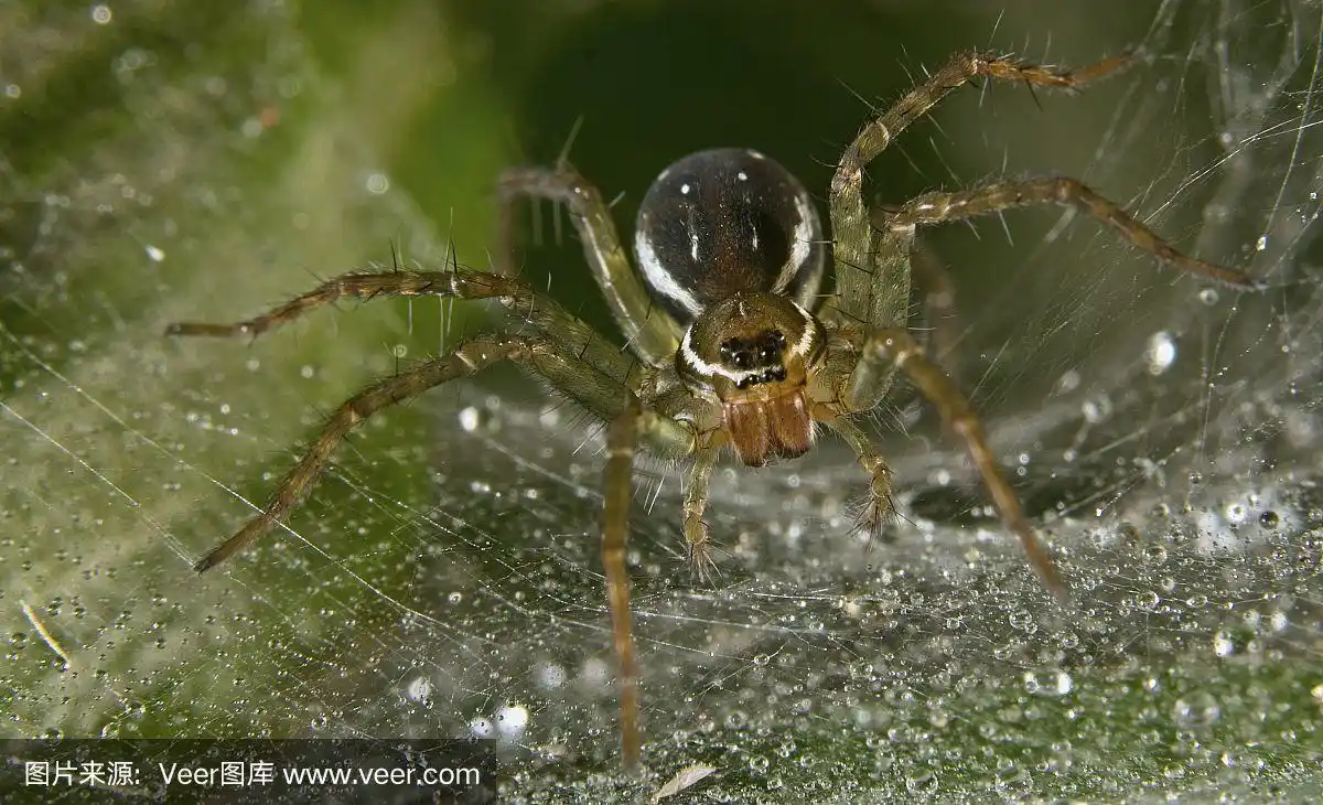 印度漏斗网蜘蛛或安博利的漏斗网蜘蛛科