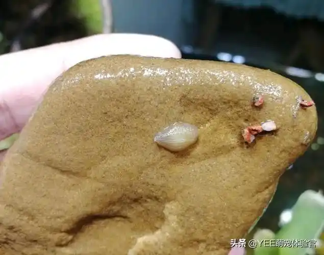 草缸里遇到蚂蟥,才知道养鱼的艰难