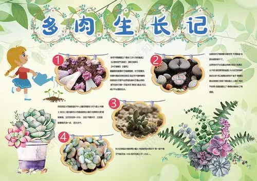 小清新多肉生长记多肉植物多肉叶子土壤小报植物小报小报手抄报