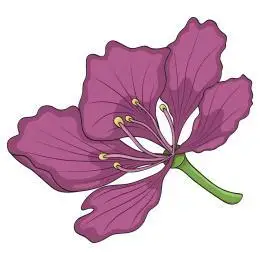 无缝 紫荆花 矢量图