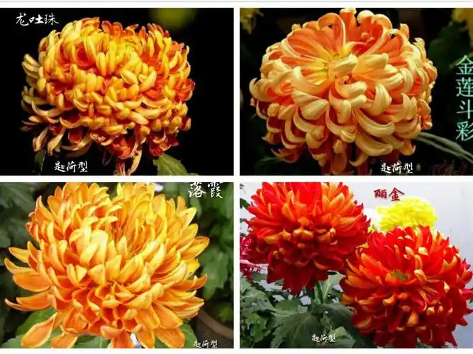 我的植物世界(42)菊花品种图例(二)匙瓣类(4)匙荷型|,蜂窝型,雀舌型.