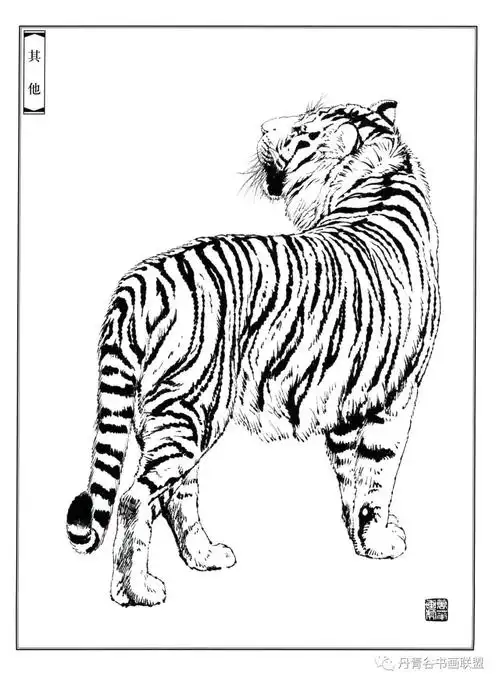 老虎白描图谱