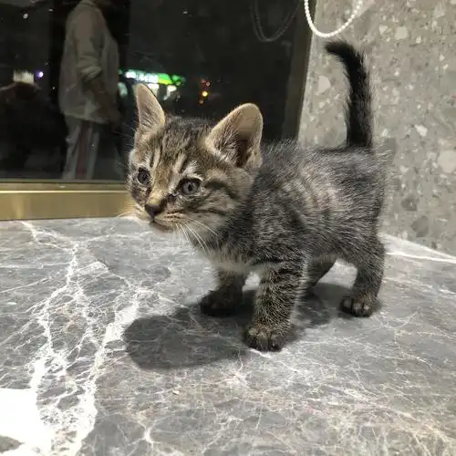 免费领养,坐标后湖,狸花小奶猫