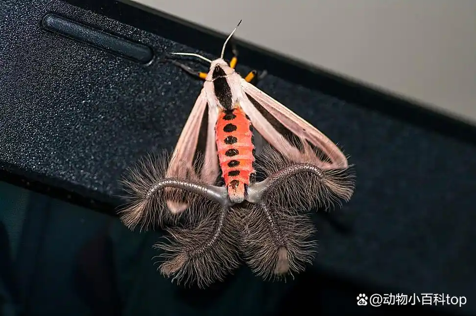 世界上十大最恐怖的虫子