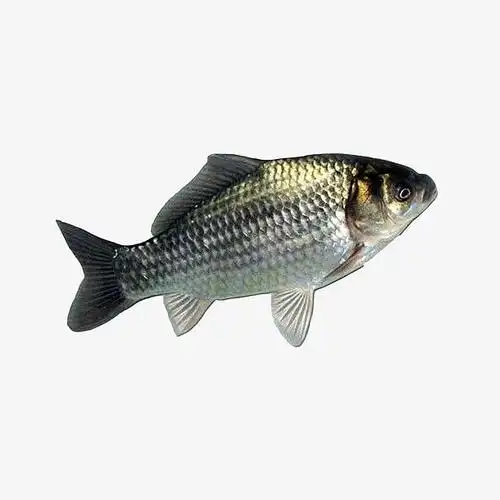 白鲫鱼鱼肉清蒸鲫鱼鲫鱼汤食材鱼免抠png素材新图网ixintucom