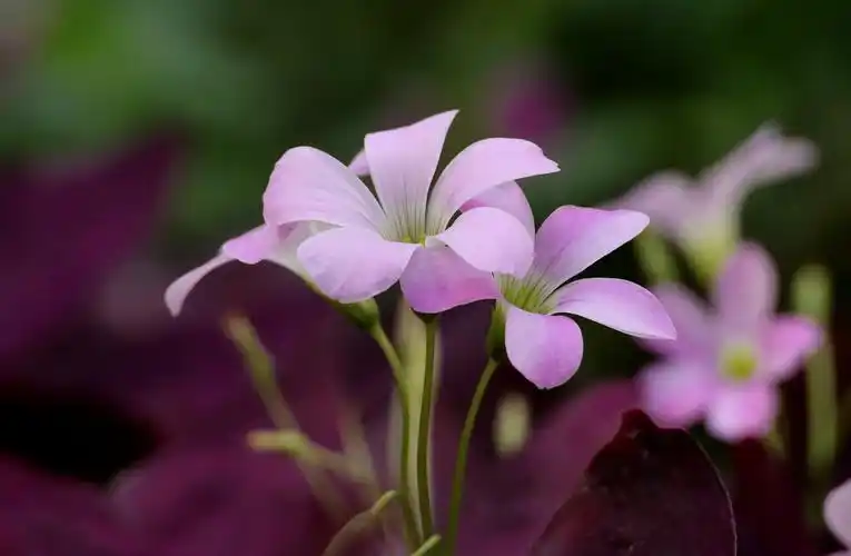 紫叶酢浆草花开也漂亮