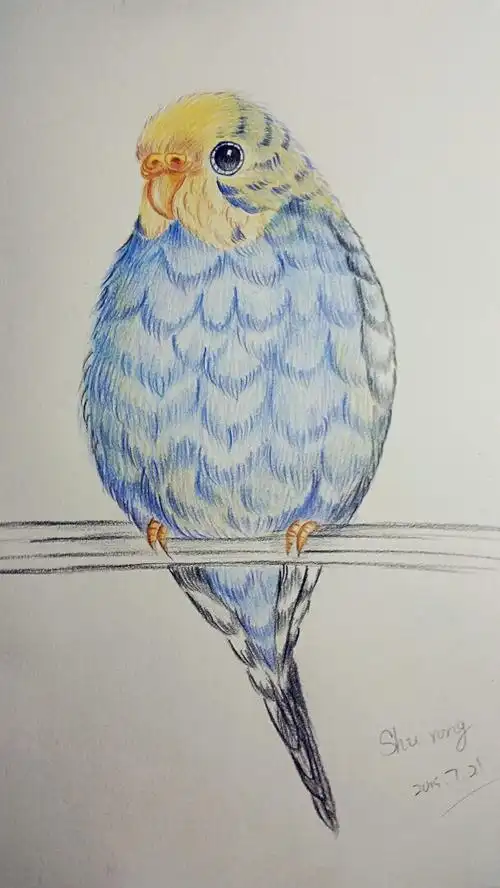 彩铅手绘虎皮鹦鹉呆萌小动物画起来临摹