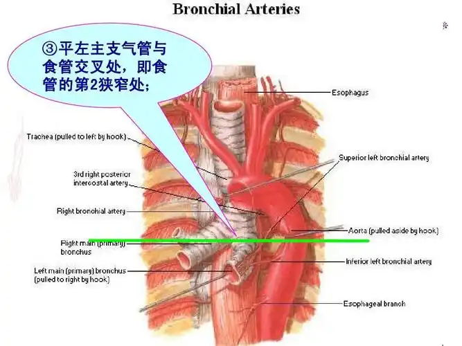 临床医学五年制局部解剖学课件胸部ppt_word文档在线阅读与下载_无忧