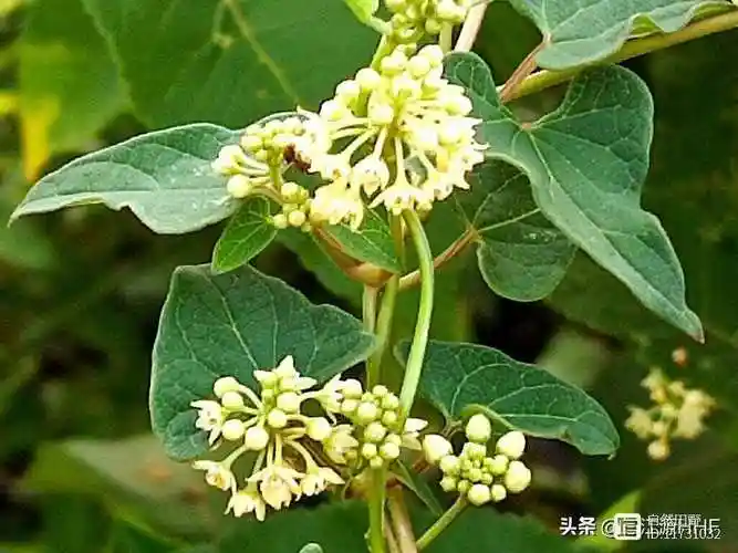 药食兼用的青阳参