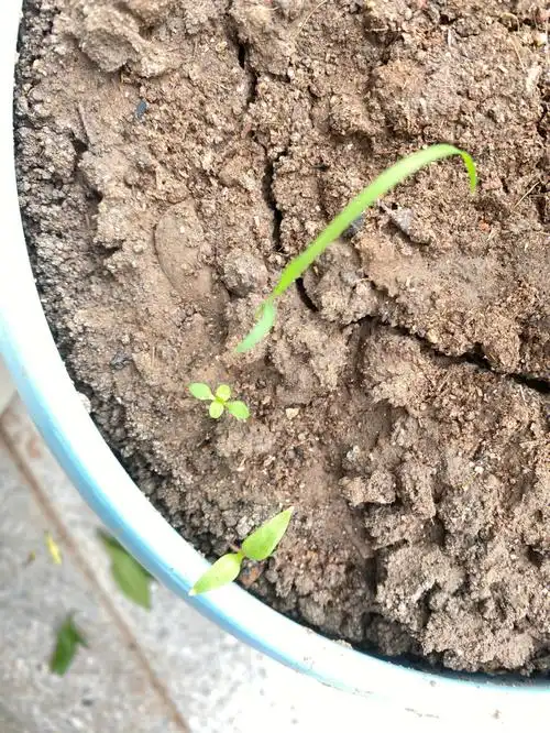 四叶草  幸运草92我家九里香里面长了一颗四叶草,哇塞!