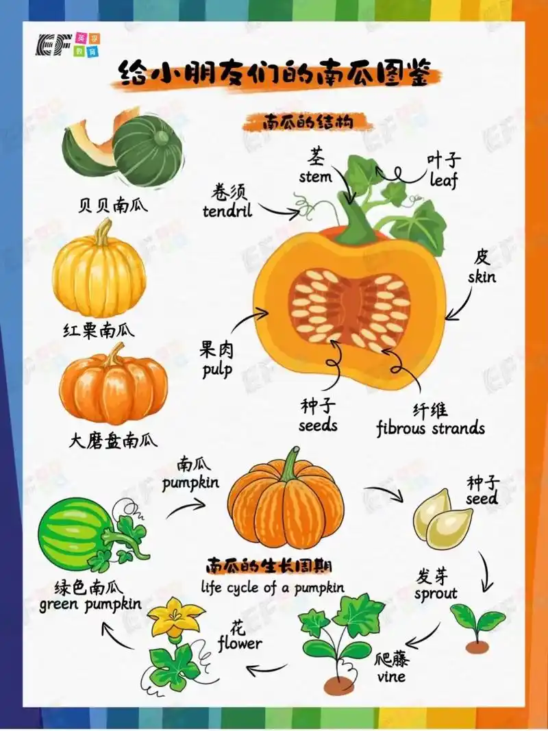 万圣节快要到啦!关于南瓜的英文小知识99.