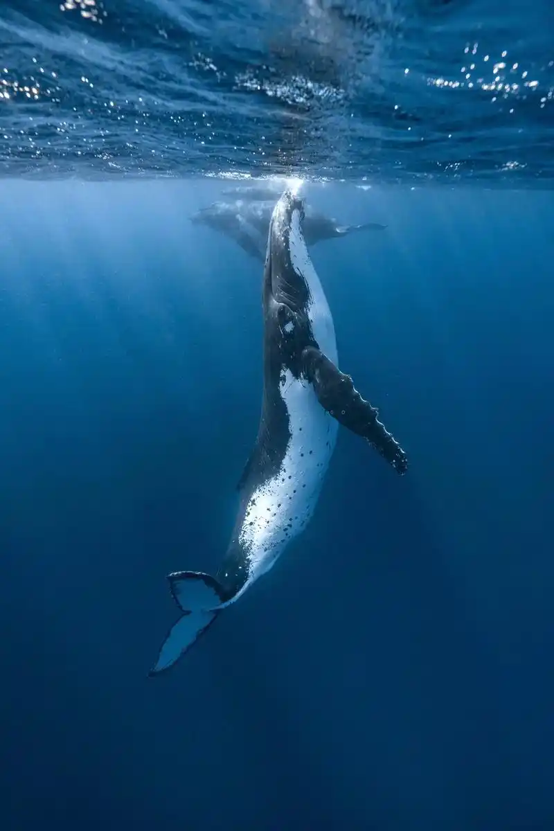 看到这些鲸的照片你有什么感受.