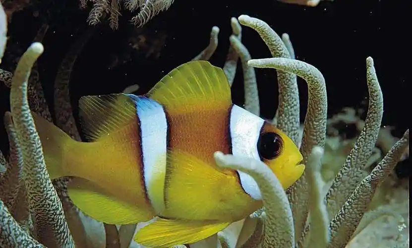 小丑鱼图片漂亮的小丑鱼图片热带鱼小丑鱼图片