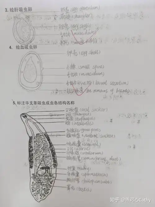 一,吸虫高清图已经放在文章末尾78以下是人体寄生虫学实验绘图