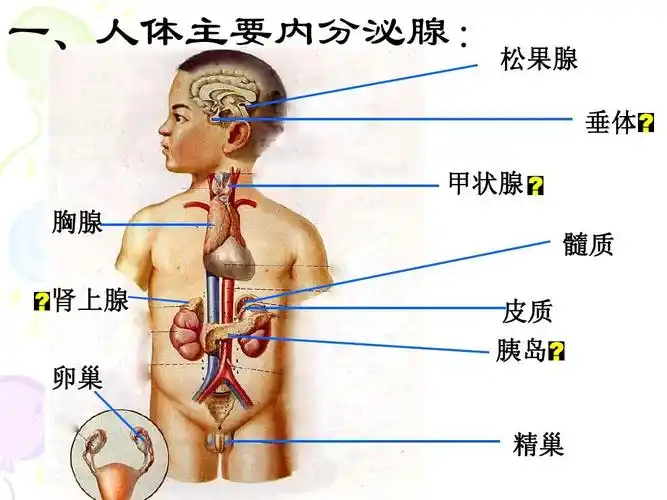 中学 一,人体主要内分泌腺: 松果腺 垂体 甲状腺 胸腺 髓质 肾上腺