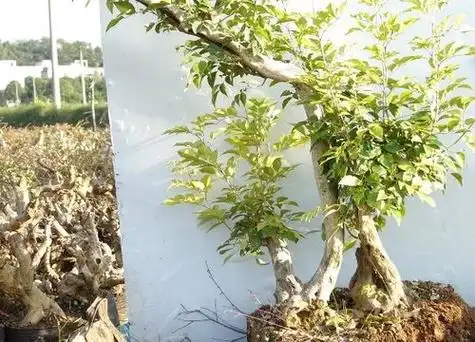 十里香下山桩怎么养护