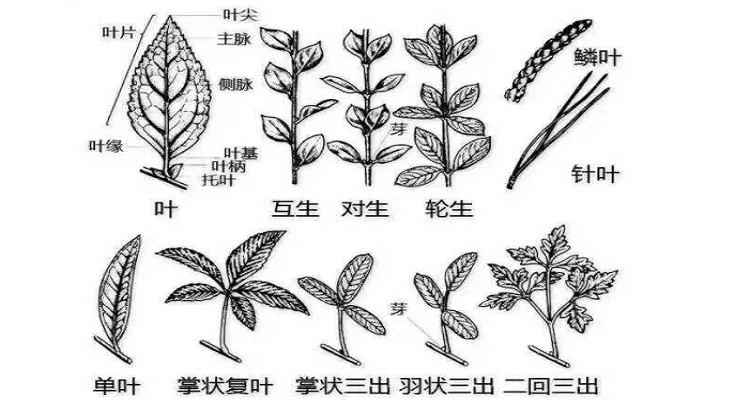 二回羽状复叶的植物