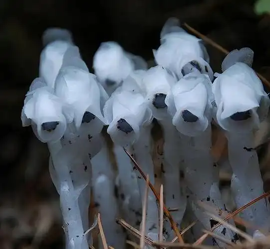 水晶兰(学名:monotropa uniflora),也被称为幽灵花,是一种罕见的草本