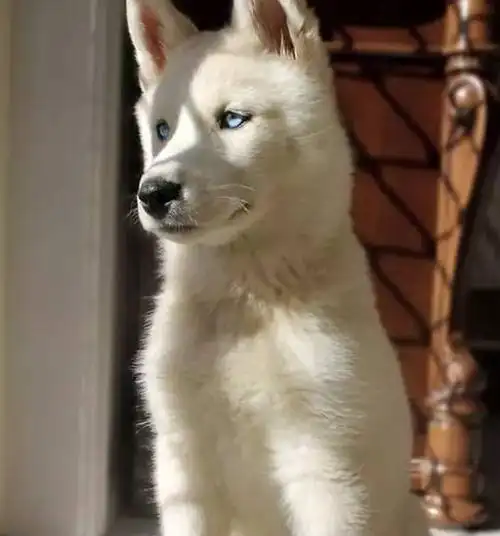 蓝眼睛的柯基在其他小伙伴面前也是很出众