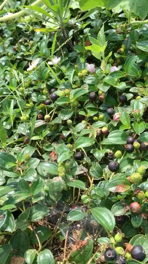 地稔果,泡酒,柞汁美味可口