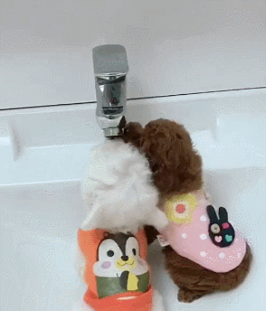 狗狗gif卷毛gif喝水gif搞笑gif