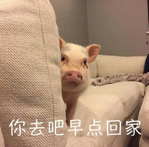 小猪表情包很可爱啊,今晚还回来吗,你果然在外面有别的小猪仔了,我猪