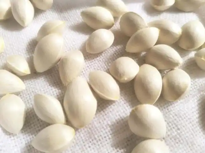 白色的银杏核,原创拍摄