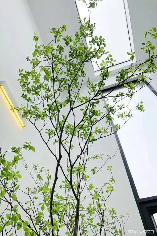 周末花语 天生精致——新晋网红绿植日本吊钟