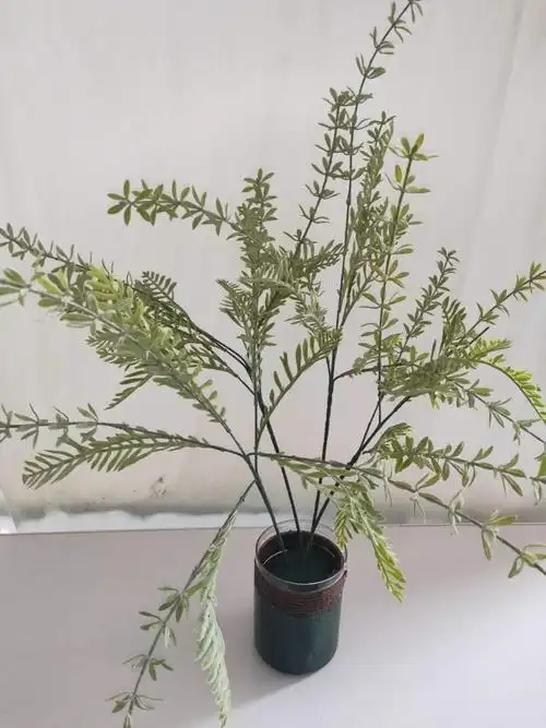 云香草 租金:1.5元/枝 库97