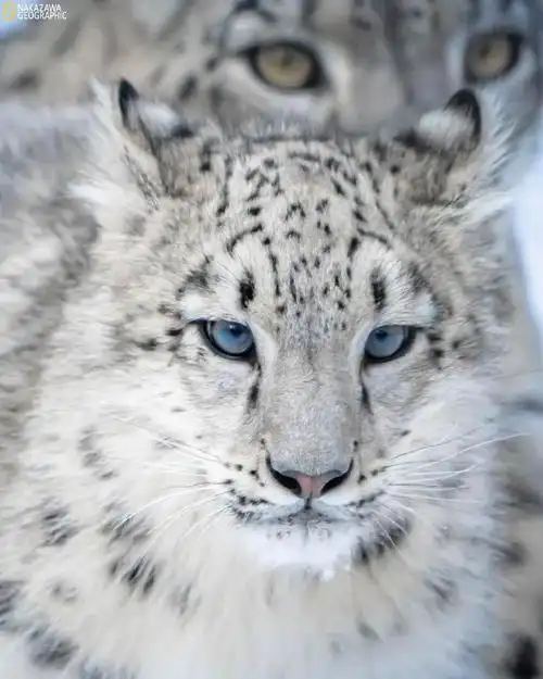 雪豹##野生动物