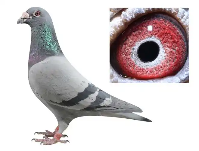 詹森007x老麦克斯-山西威羽鸽舍-中信网爱鸽商城