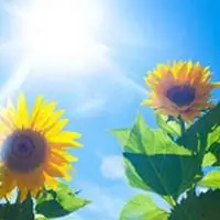 灿烂阳光的向日葵头像