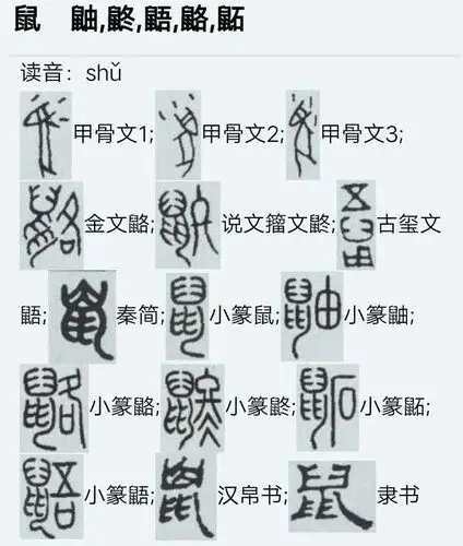鼠字的演变.
