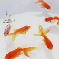 徜徉自由观赏鱼头像