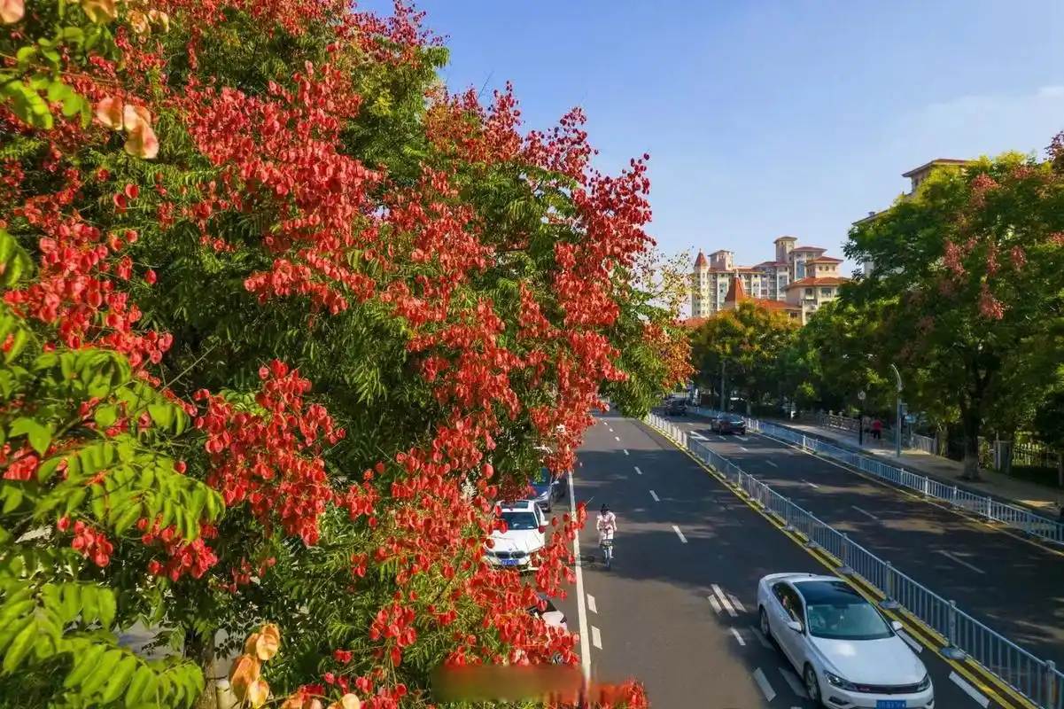 美丽宁波# 宁波街头的黄山栾树进入盛花期,黄花,红果,绿叶交相辉映