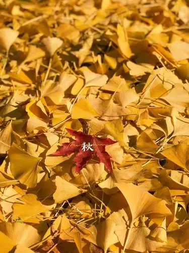 秋天的美,还有我