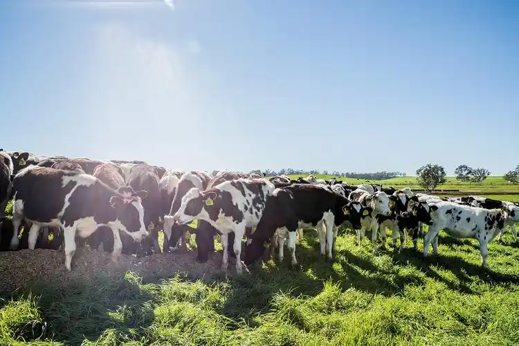 最令孩子难忘的是参观澳牧专属黄金牧场,这是澳大利亚单体最大的牧场