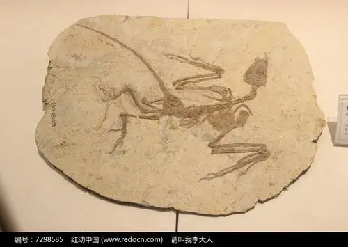 原石热河鸟化石