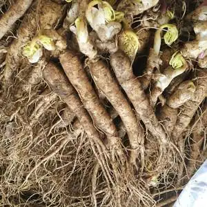 吉林老店长白山人参苗 西洋参苗包活 可吃盆栽可煲汤