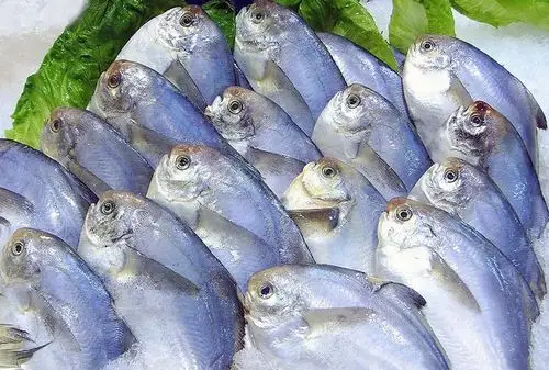 鲜鲳鱼(1-2)11.50元/斤