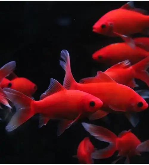 观赏鱼冷水血鹦鹉发财鱼葡萄眼黑眼草金锦鲤金鱼红草金风水鱼活体s