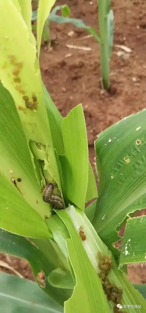 草地贪夜蛾幼虫识别,为害状,趋势及防治建议