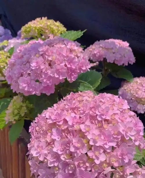 盘点28个绣球品种,缤纷又梦幻!我就不信你看不中