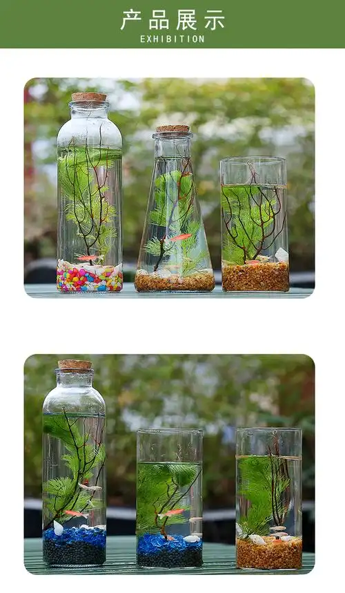 科学生态瓶繁殖快的鱼生态瓶生态鱼微景观斗鱼小鱼虾活体鱼免换水采缇