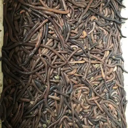 鲜活土蚯蚓大号万能诱饵钓鲫鱼大青鱼鲳鱼爆护饵料广东发隔天到