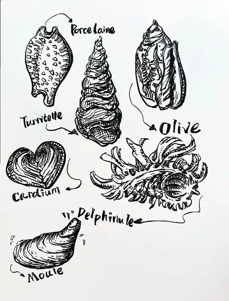 手绘贝壳,螺类#手绘 #每日一画 #海洋生物 #贝壳 #螺 - 抖音