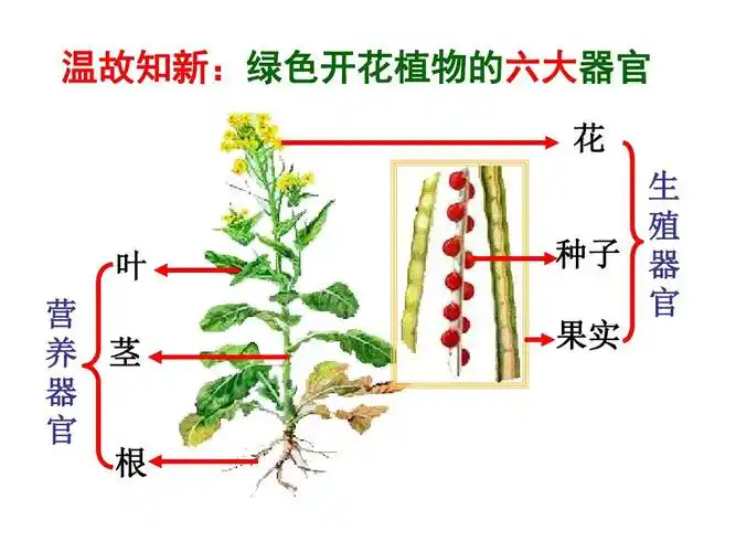 第一节 植物的生殖(新人教版)温故知新:绿色开花植物的六大器官 花 生