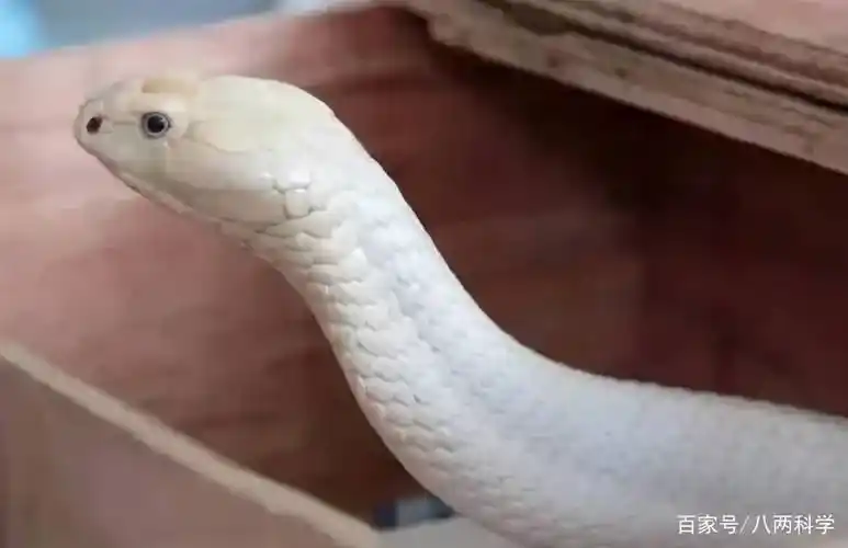 原创毒蛇之王身体可直立13连同类也吃大象遇见了也退避三尺