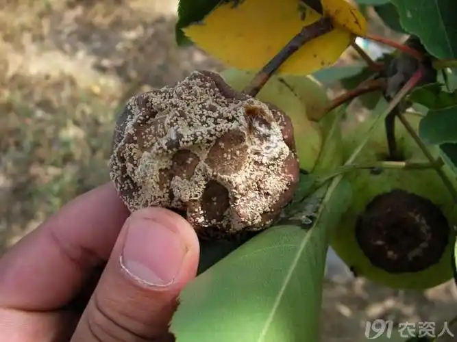 梨树褐腐病的发生与防治